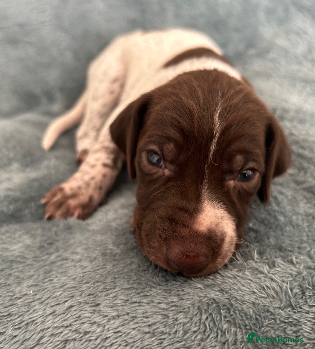 German Shorthaired Pointer dogs for sale: Pure GSP Puppies For Sale - Image 1