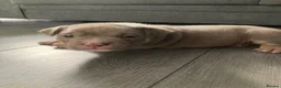 American Bully dogs for sale: ABKC champion Pocket bully - Advert 9
