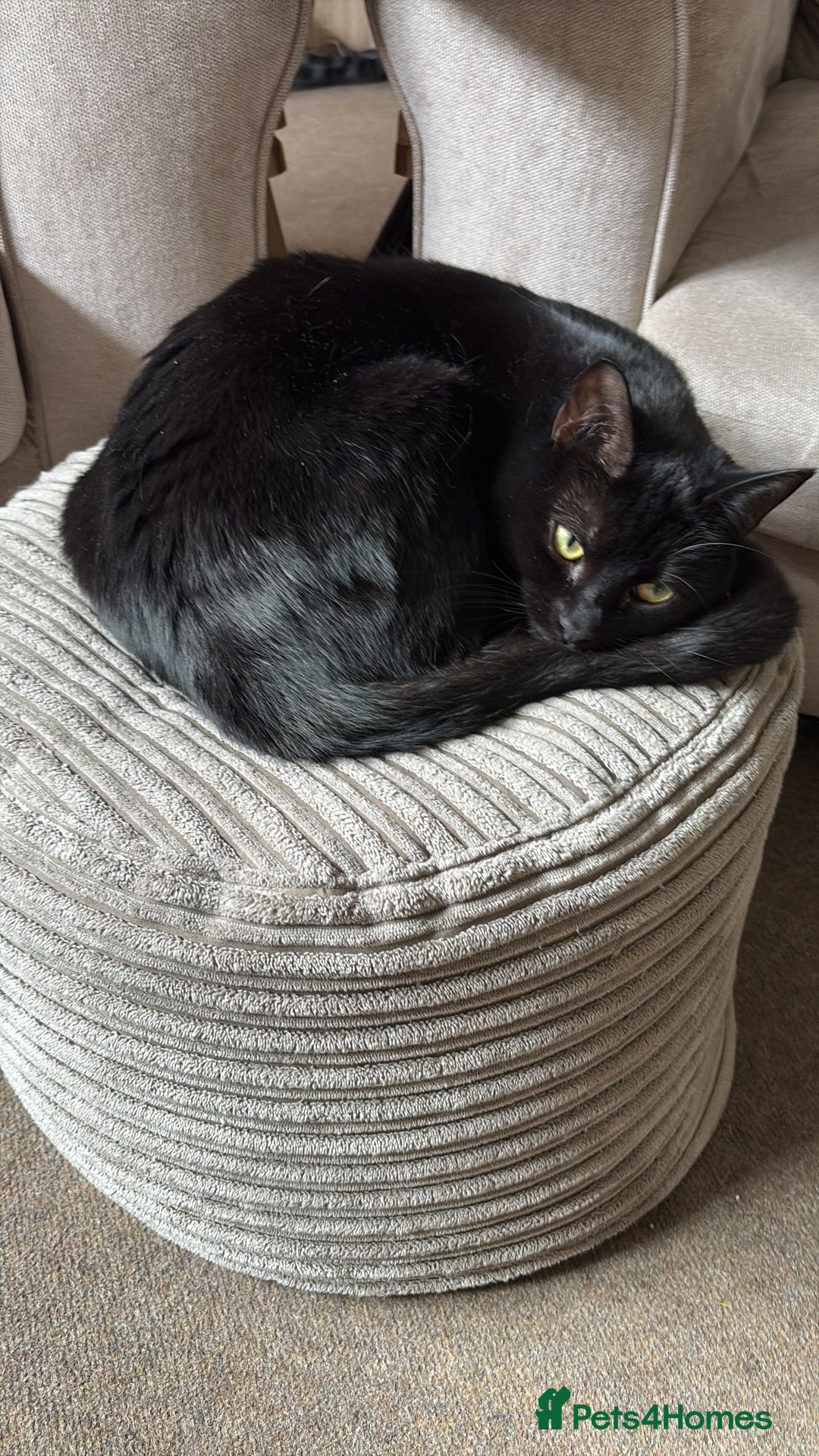 Mixed Breed cats for sale: Black Female Cat - Advert 3