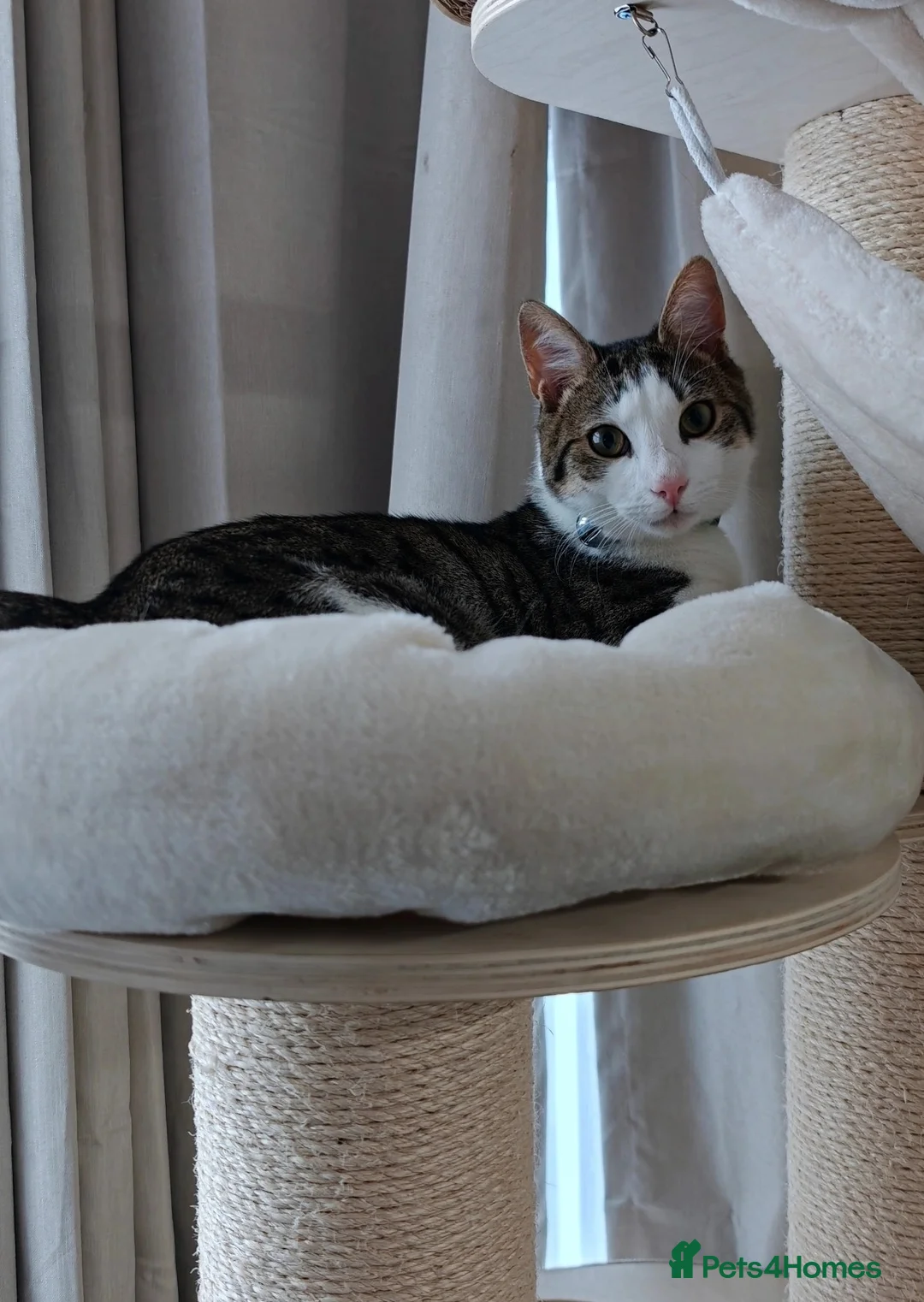 Domestic Shorthair cats for sale: Loving 8-Month Male Cat (Neutered/Vaccinated) - Advert 1