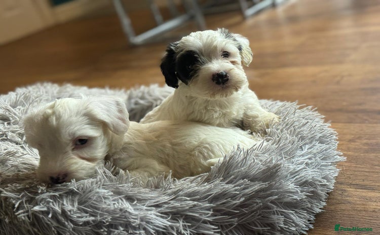 Sealyham Terrier dogs - Advert 3