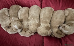 Cocker Spaniel dogs for sale: 7 Cocker Spaniel Puppies. 💙💙💙💙🩷🩷🩷 - Image 4
