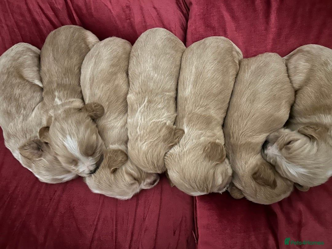 Cocker Spaniel dogs for sale: 7 Cocker Spaniel Puppies. 💙💙💙💙🩷🩷🩷 - Image 4