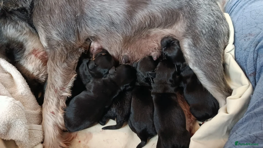 Doxiepoo dogs for sale: SCHNOXIES F1 EXTENSIVEY HEALTH TESTED - Advert 2