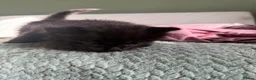 Mixed Breed cats for sale: 4 kittens looking for new home  - Advert 12