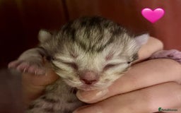Siberian cats for sale: Hypoallergenic, fluffy, purebred healthy Siberians - Image 12