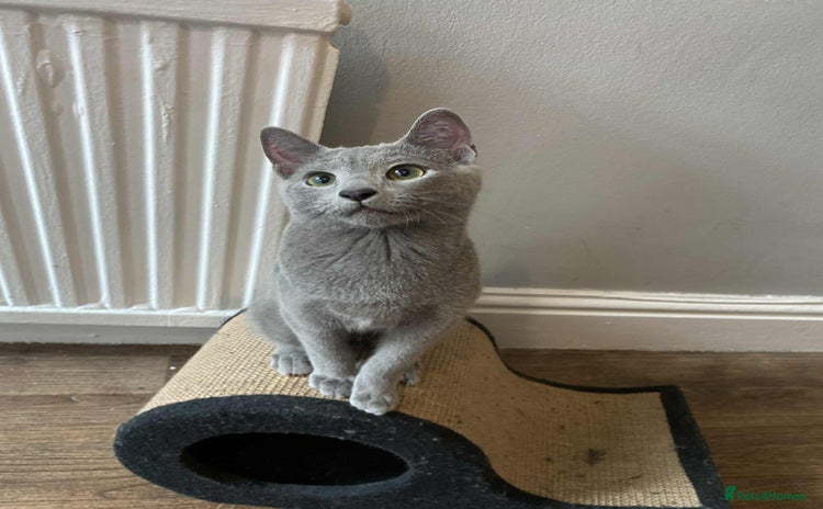 Russian Blue cats - Advert 1