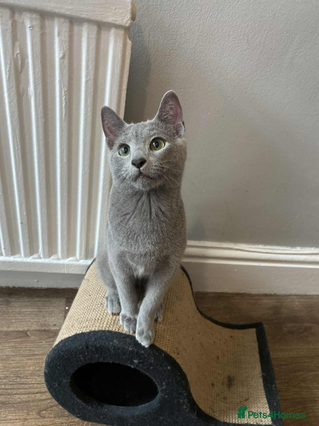 Russian Blue cats for sale: Russian blue  - Image 1