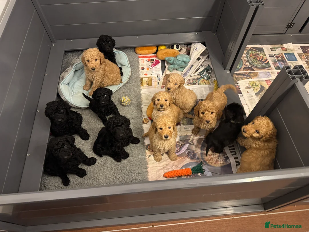 Goldendoodle dogs for stud: Goldendoodle Standard size (proven)  in Manchester - Advert 28