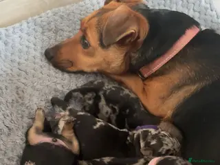 Jack Russell dogs 1 Merle Jack Russell Girl & 1 black & tan boy - Advert 2