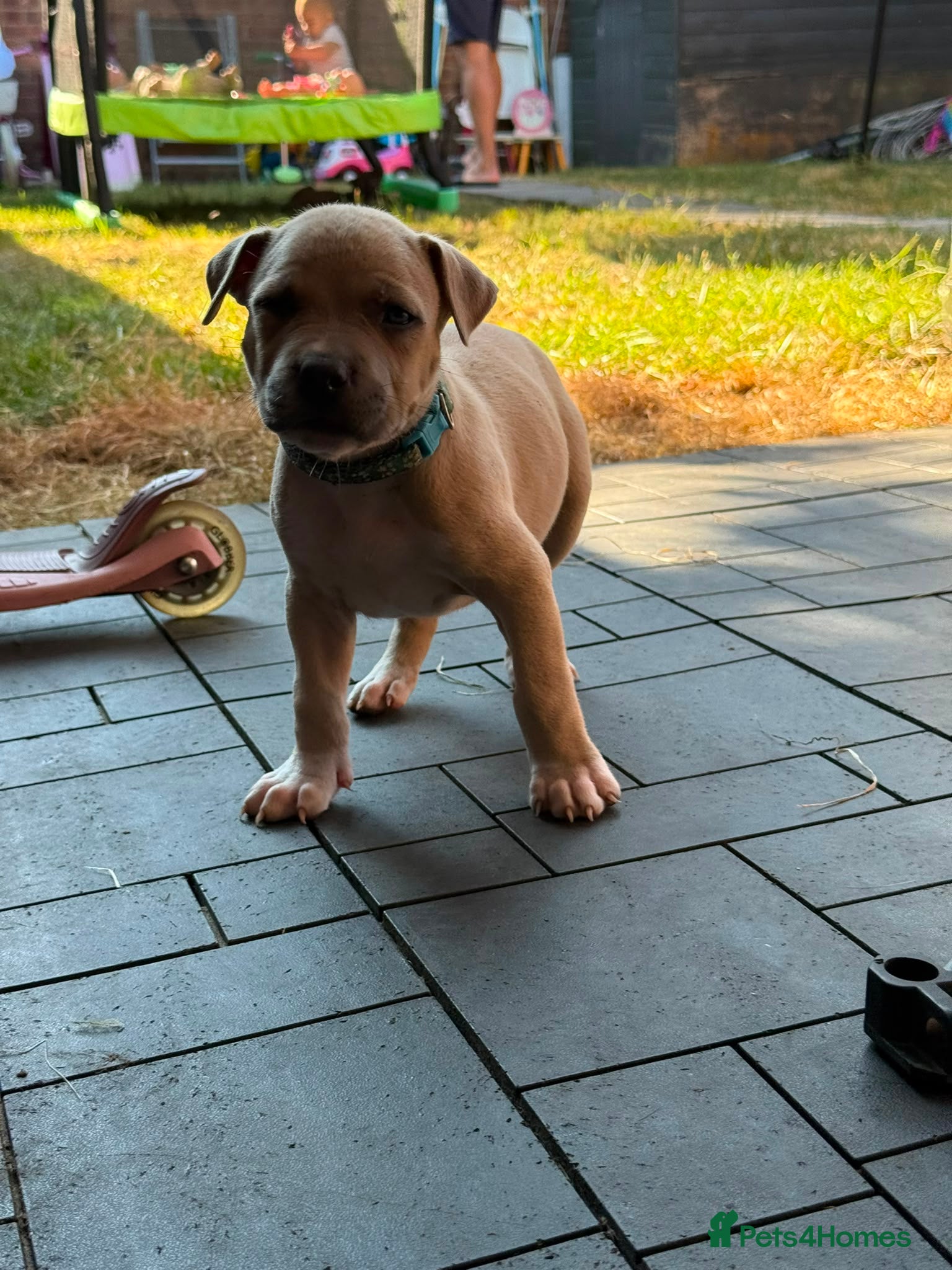 Staffordshire Bull Terrier dogs American Staffordshire terrier - Advert 2