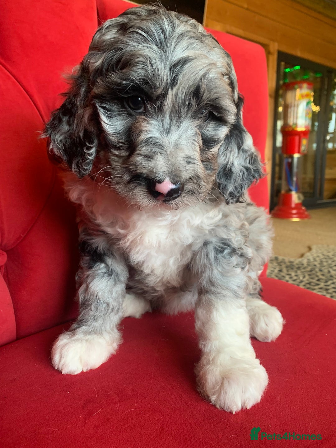 Bernedoodle dogs for sale: F1b Standard Bernedoodle  - Advert 19