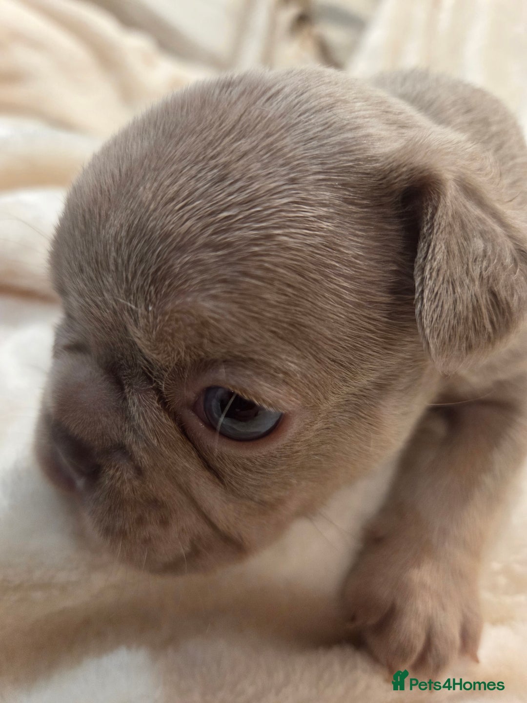 French Bulldog dogs for sale: Isabella & lilac & tan chunky frenchies - Advert 23