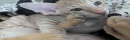 Oriental cats for sale: Friendly loving female  - Advert 9