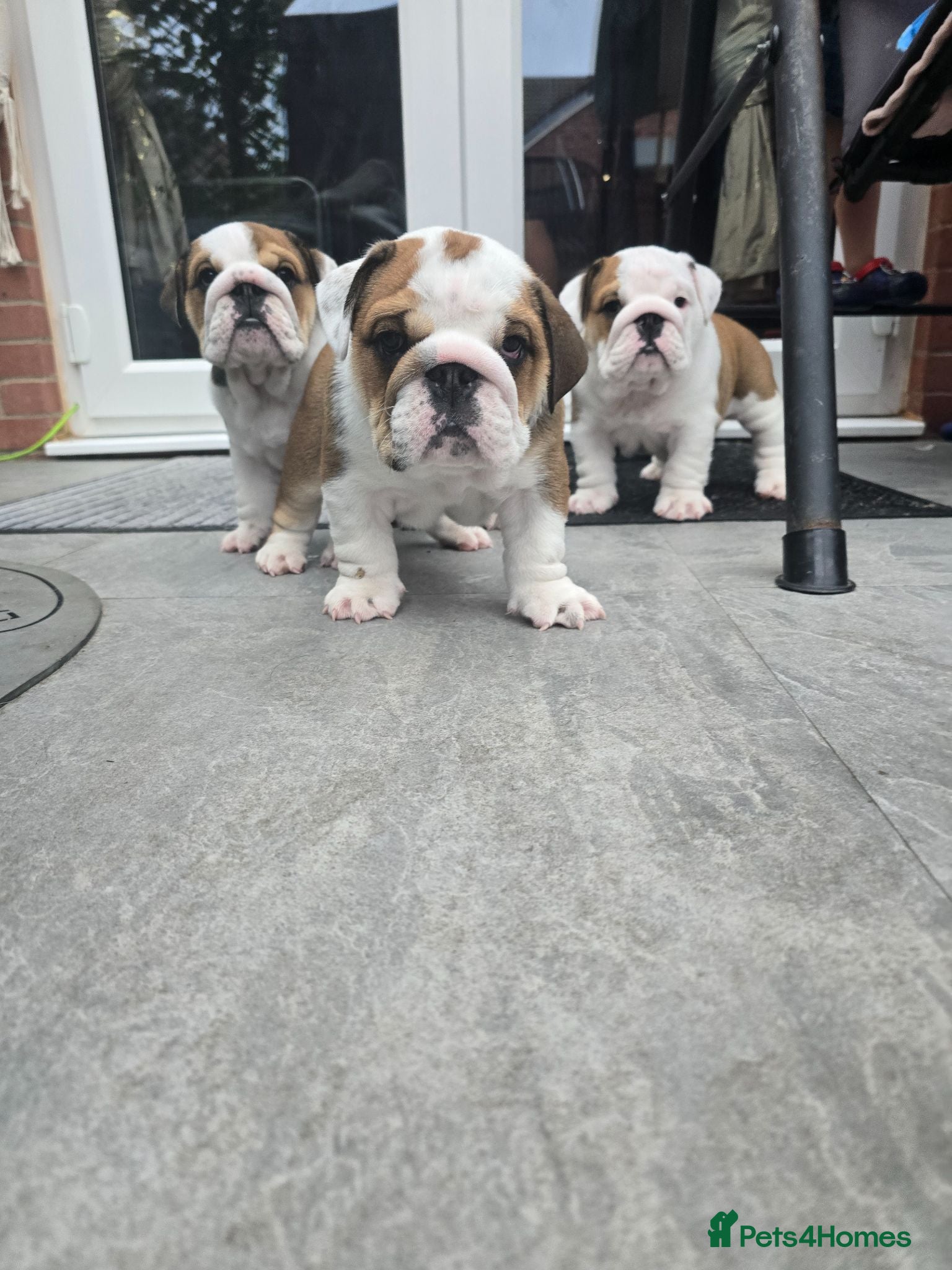 English Bulldog dogs 🐾 Beautiful KC Reg English Bulldog Puppies 🐶 - Advert 4