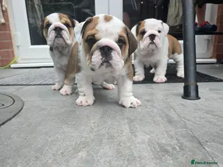 English Bulldog dogs 🐾 Beautiful KC Reg English Bulldog Puppies 🐶 - Advert 4
