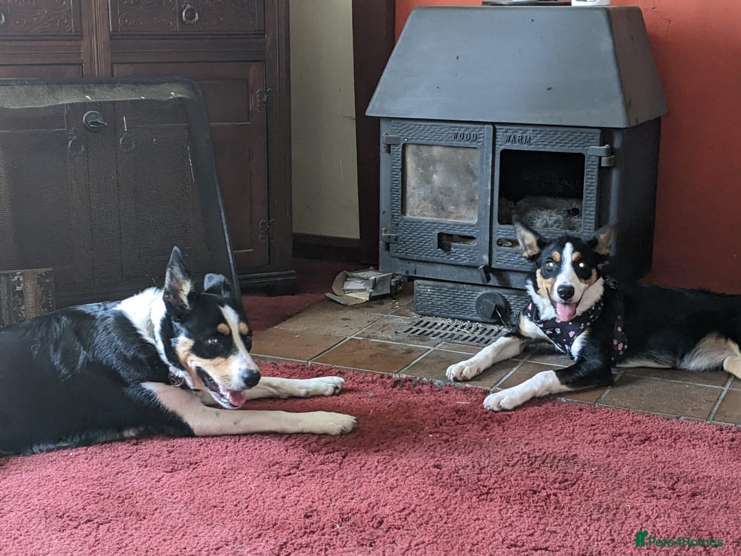 Mixed Breed dogs for sale: Looking for a new home  - Image 6