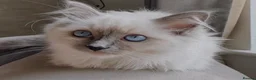 Ragdoll cats for sale: ⭐️ Meet Our Beautiful Ragdoll Babies ⭐️ - Advert 8