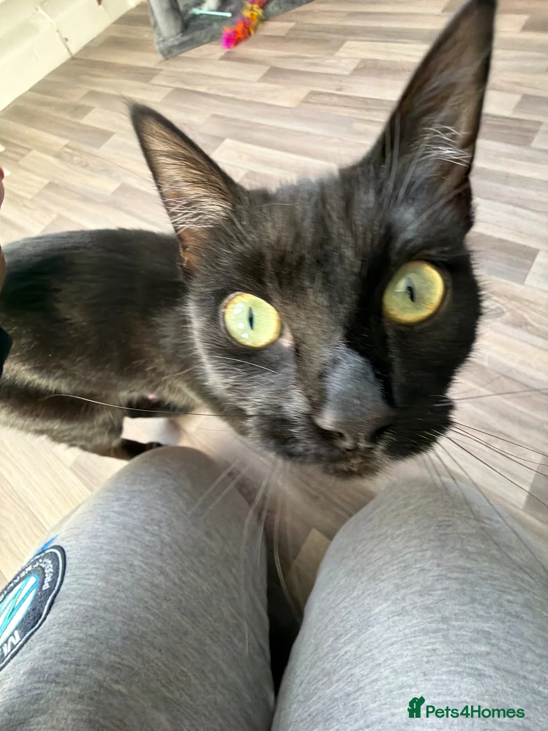 Mixed Breed cats for sale: Ragdoll mix in Blyth - Advert 5