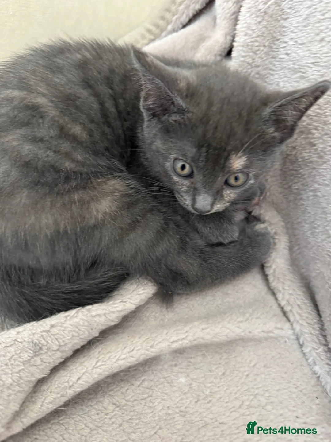 Mixed Breed cats for sale: Kittens in Ely - Advert 11