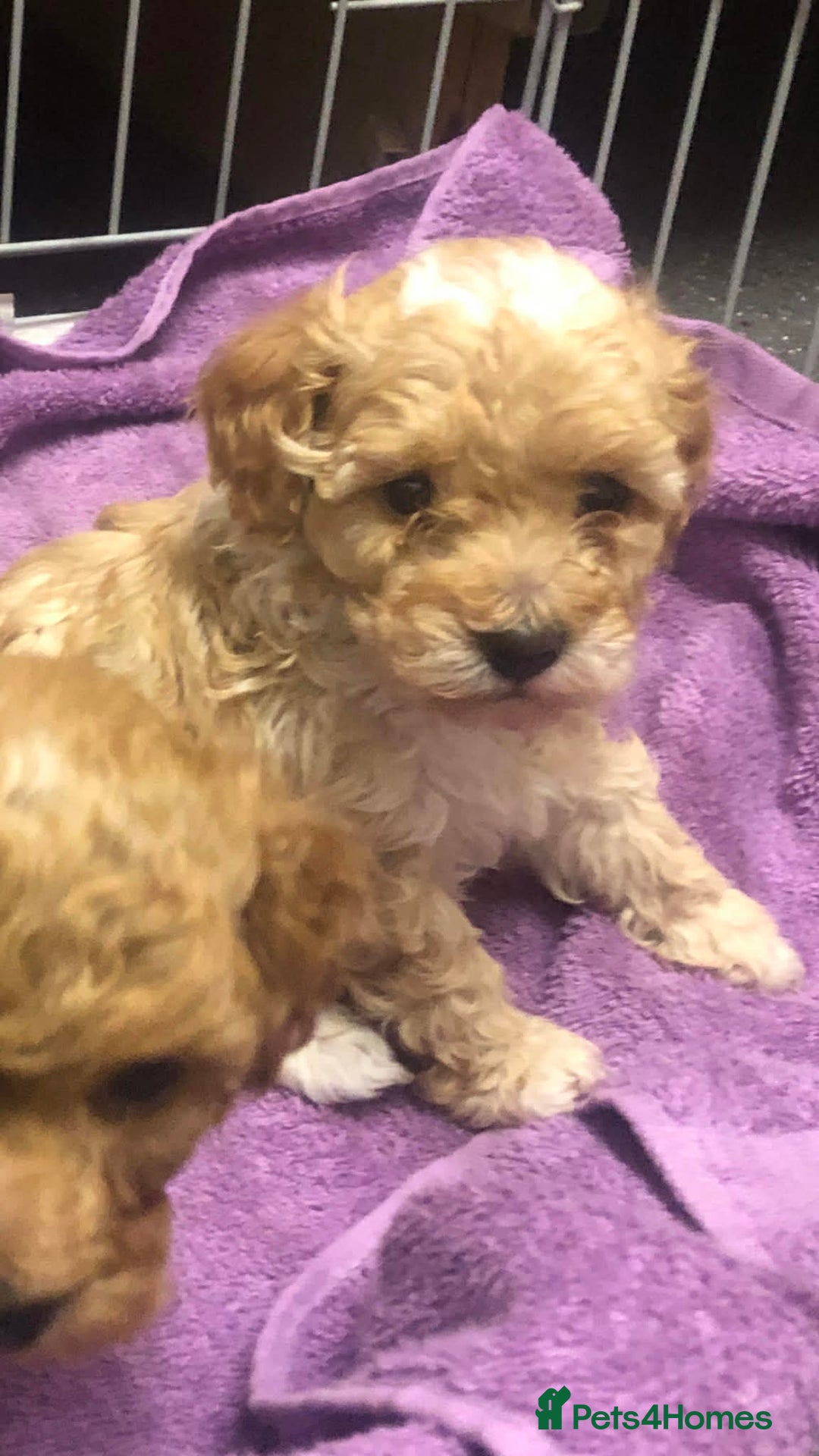 Cavapoo dogs for sale: Cavapoo puppies  - Advert 6