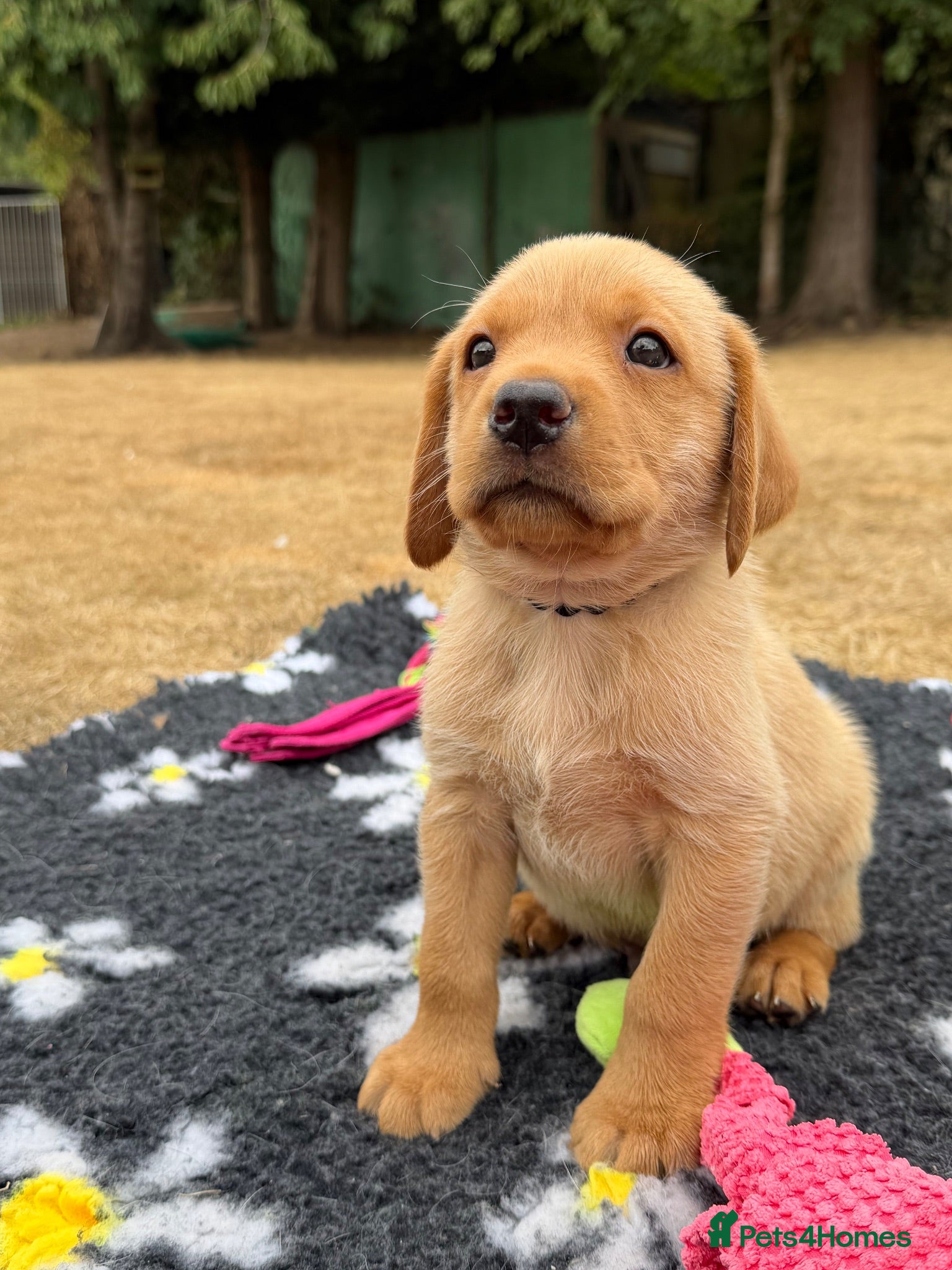 Labrador Retriever dogs Outstanding Yellow Male Labrador,KC&health tested - Advert 1