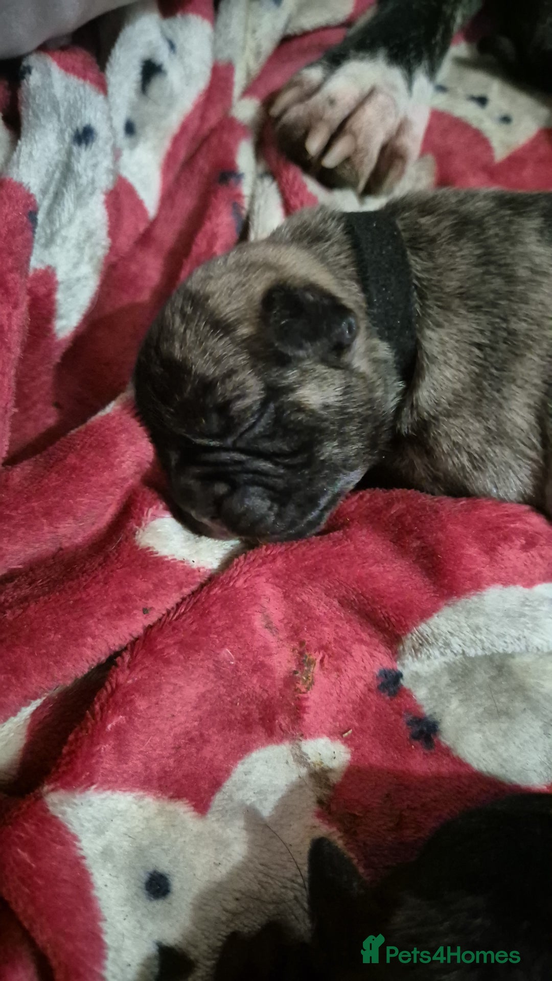 Mixed Breed dogs for sale: Staffie cross Frenchie pups - Advert 2