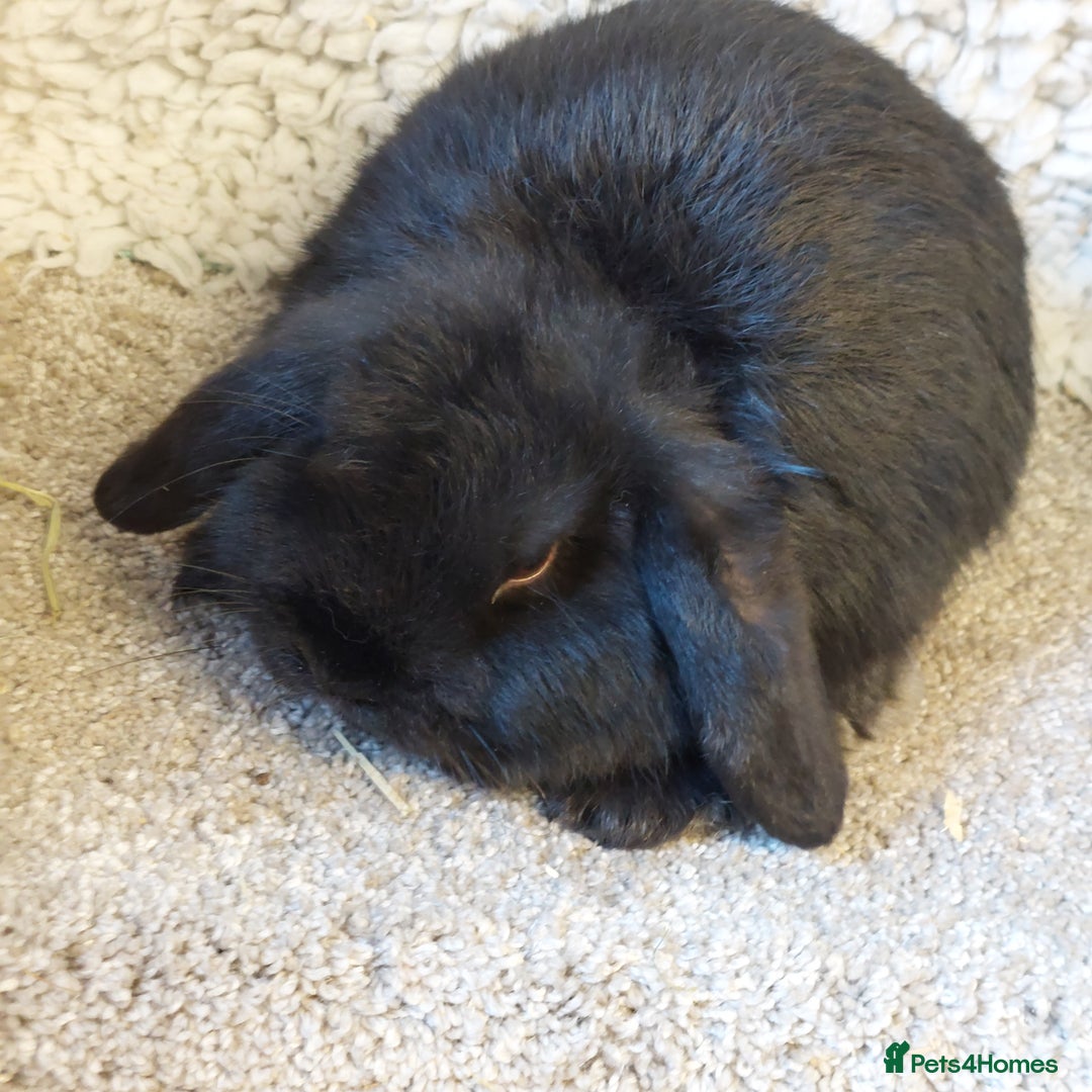 Mini Lop rabbits for sale:  11 weeks old  Pure bred Minilop baby - Advert 4