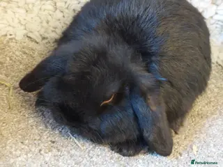 Mini Lop rabbits 11 weeks old Pure bred Minilop baby - Advert 12