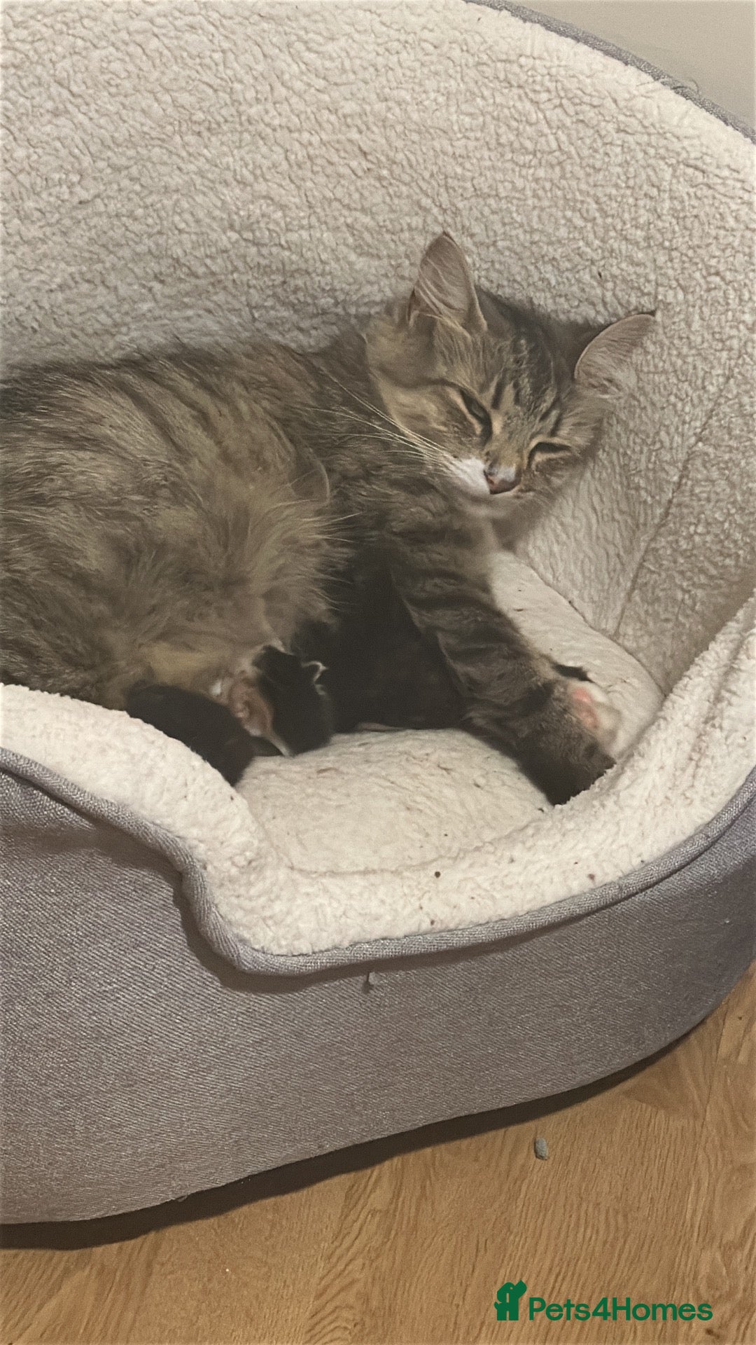 Mixed Breed cats Maincoon cross kittens - Advert 5