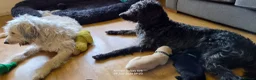 Double Doodle dogs for sale: Double doodle puppies (labradoodle/goldendoodle)🐶 - Advert 6