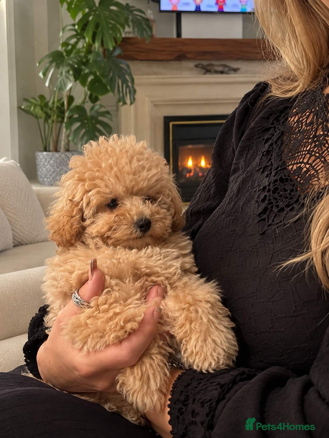 Toy Poodle dogs Beautiful last Toy Poodle/ - Advert 2
