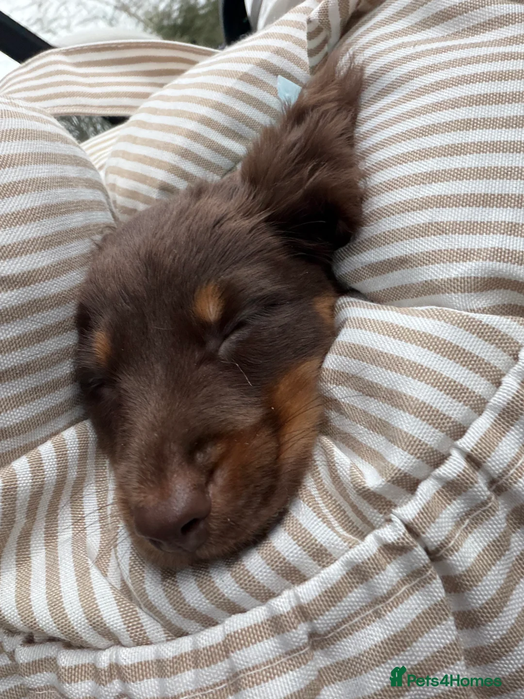 Miniature Dachshund dogs for sale: Beautiful KC Registered Miniature Dachshund Puppy in Southampton - Advert 3