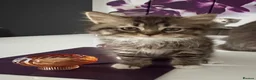 Mixed Breed cats for sale: BRITISH LONGHAIR × DOLLY FACE PERSIAN CHINCHILLA - Advert 10