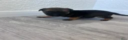 Border Terrier dogs for sale: Kc registered border terrier puppy’s  in Ashford - Advert 10