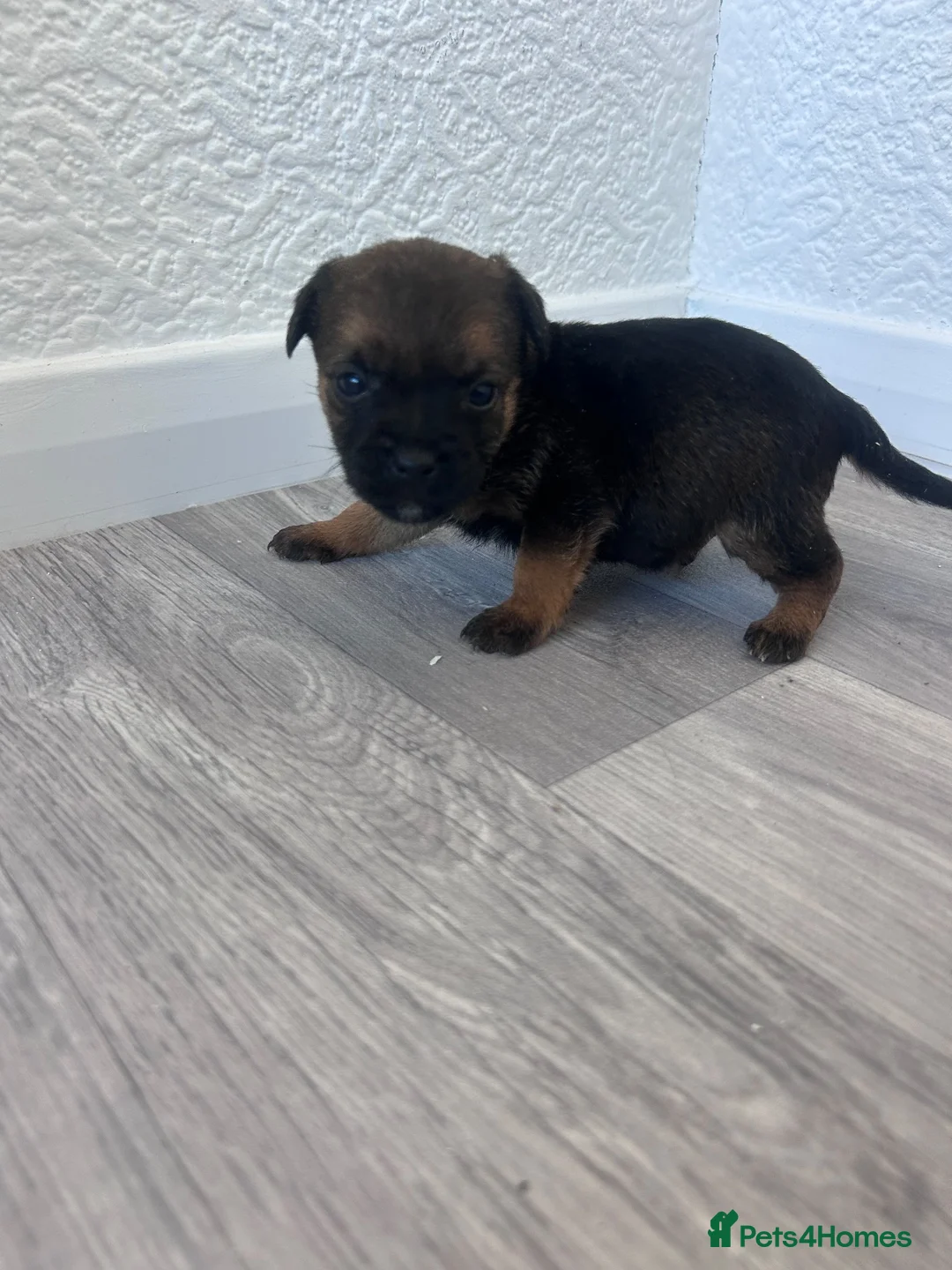 Border Terrier dogs for sale: Kc registered border terrier puppy’s  in Ashford - Advert 10