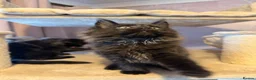 Maine Coon cats for sale: Tica registered black smoked male Maine coon - Advert 18