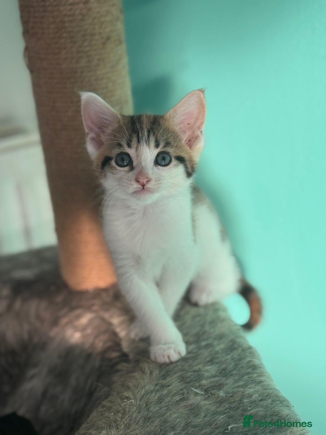 Maine Coon cats for sale: Adorable half mainecoon kittens for sale  - Image 11