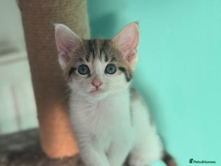 Maine Coon cats - Advert 3