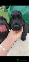 Cocker Spaniel dogs - Advert 15