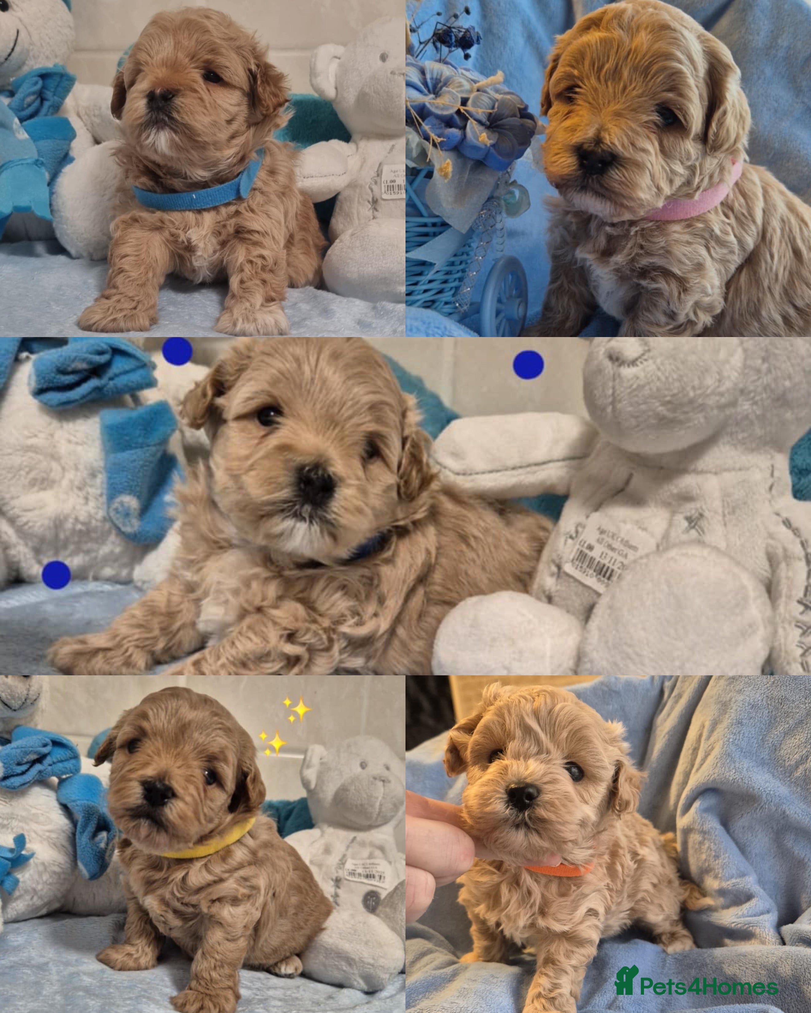 Maltipoo dogs 5 ⭐️ small Maltipoo’s puppy’s  - Advert 9