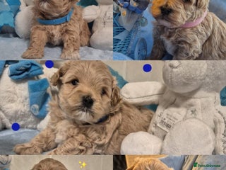 Maltipoo dogs 5 ⭐️ small Maltipoo’s puppy’s - Advert 17
