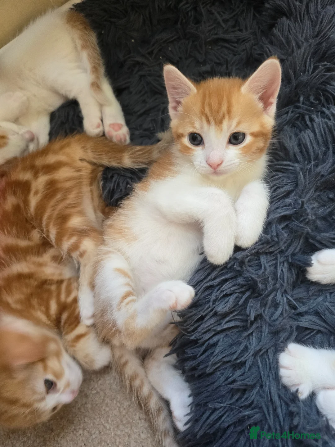Mixed Breed cats for sale: 1 beautyfull girl looking for forever loving home in Melrose - Advert 2