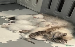 Ragdoll cats for sale: Tortie Lynx Flame Lynx pedigree Ragdolls - Image 4