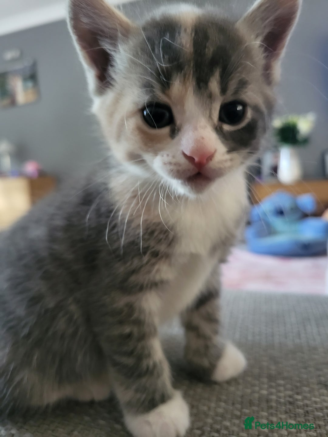 Domestic Shorthair cats for sale: Gorgeous Kittens for sale - Image 2