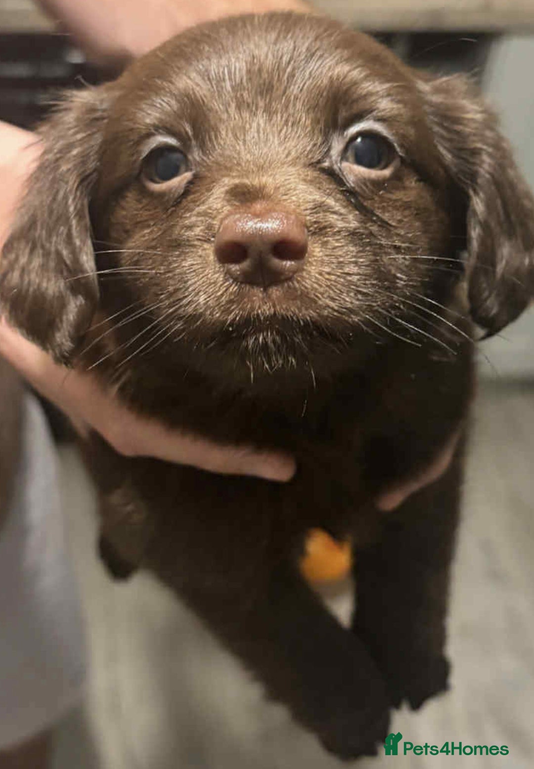 Mixed Breed dogs for sale: Cockeranians - Advert 2