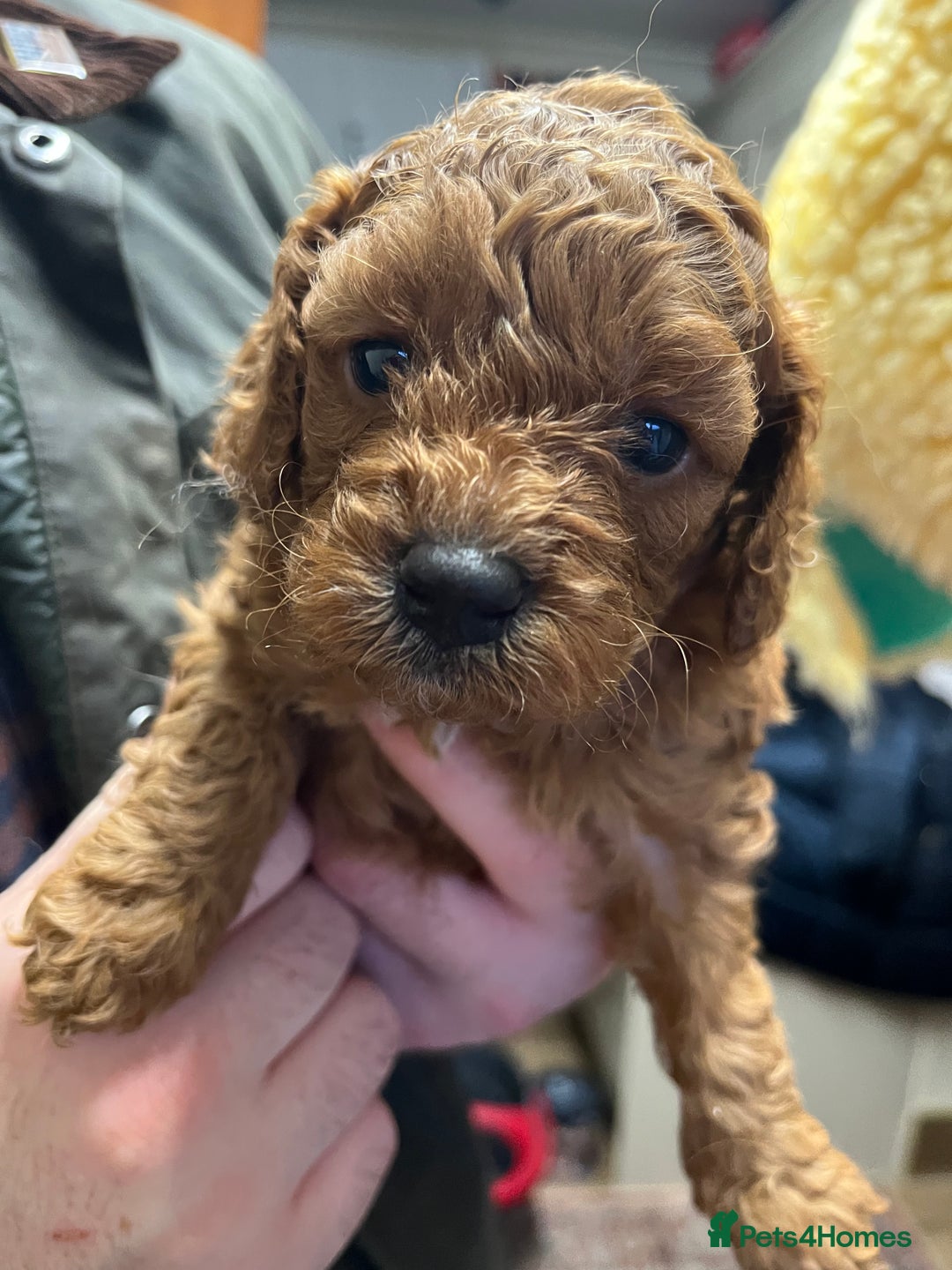 Cavapoo dogs for sale: Beautiful cavapoos - Advert 13