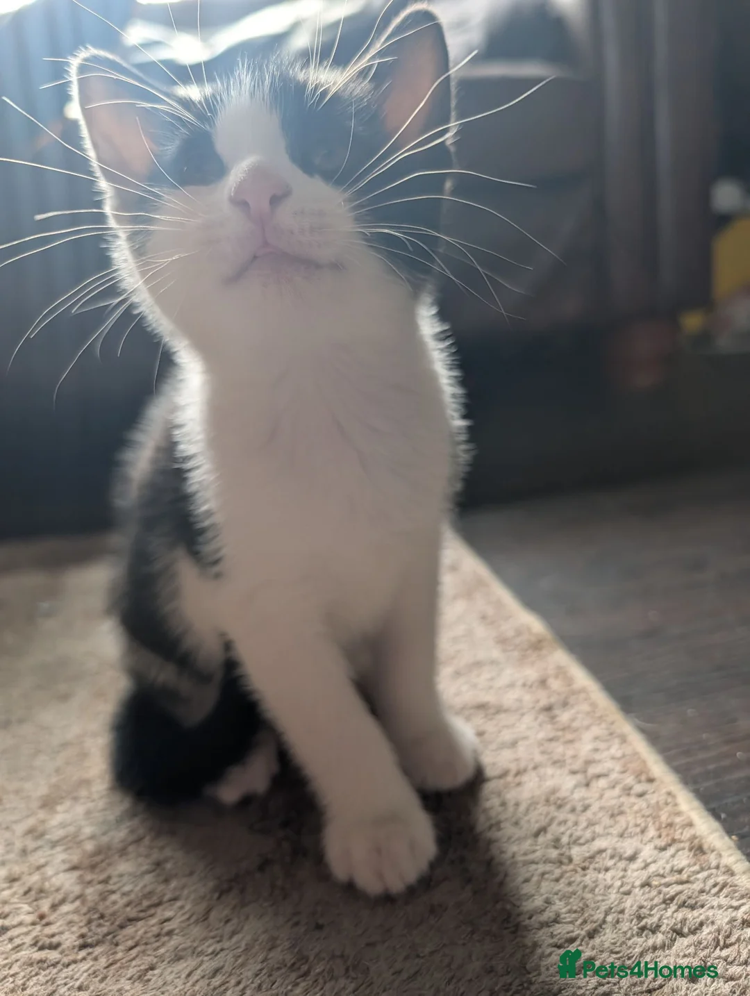 Mixed Breed cats for sale: Kittens for sale - Advert 10