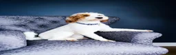 Australian Labradoodle dogs for sale:  AUSTRALIAN LABRADOODLE  – WAITING LIST NOW OPEN! - Advert 8