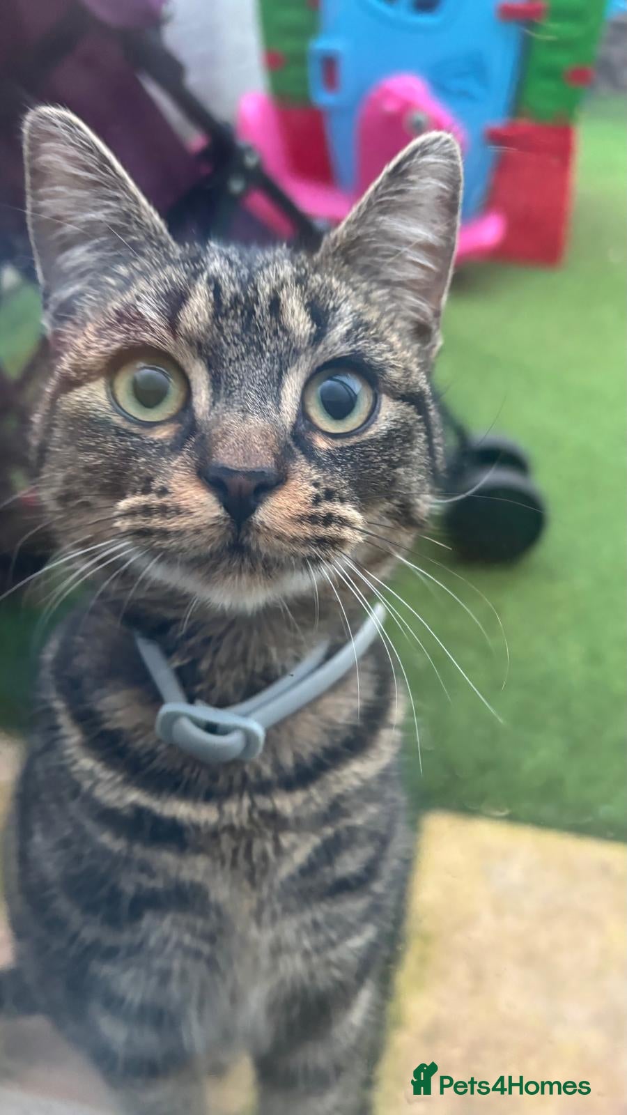 British Shorthair cats Female cat 6 months old - Advert 9